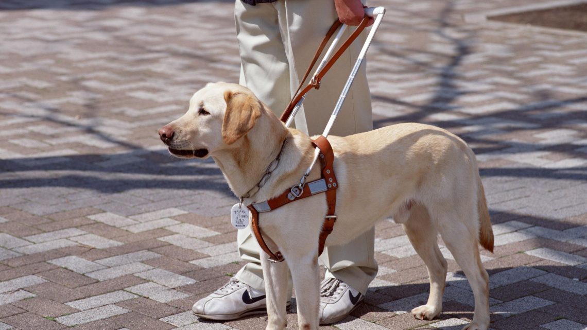16 ottobre Firenze: 10a Giornata Nazionale del Cane Guida