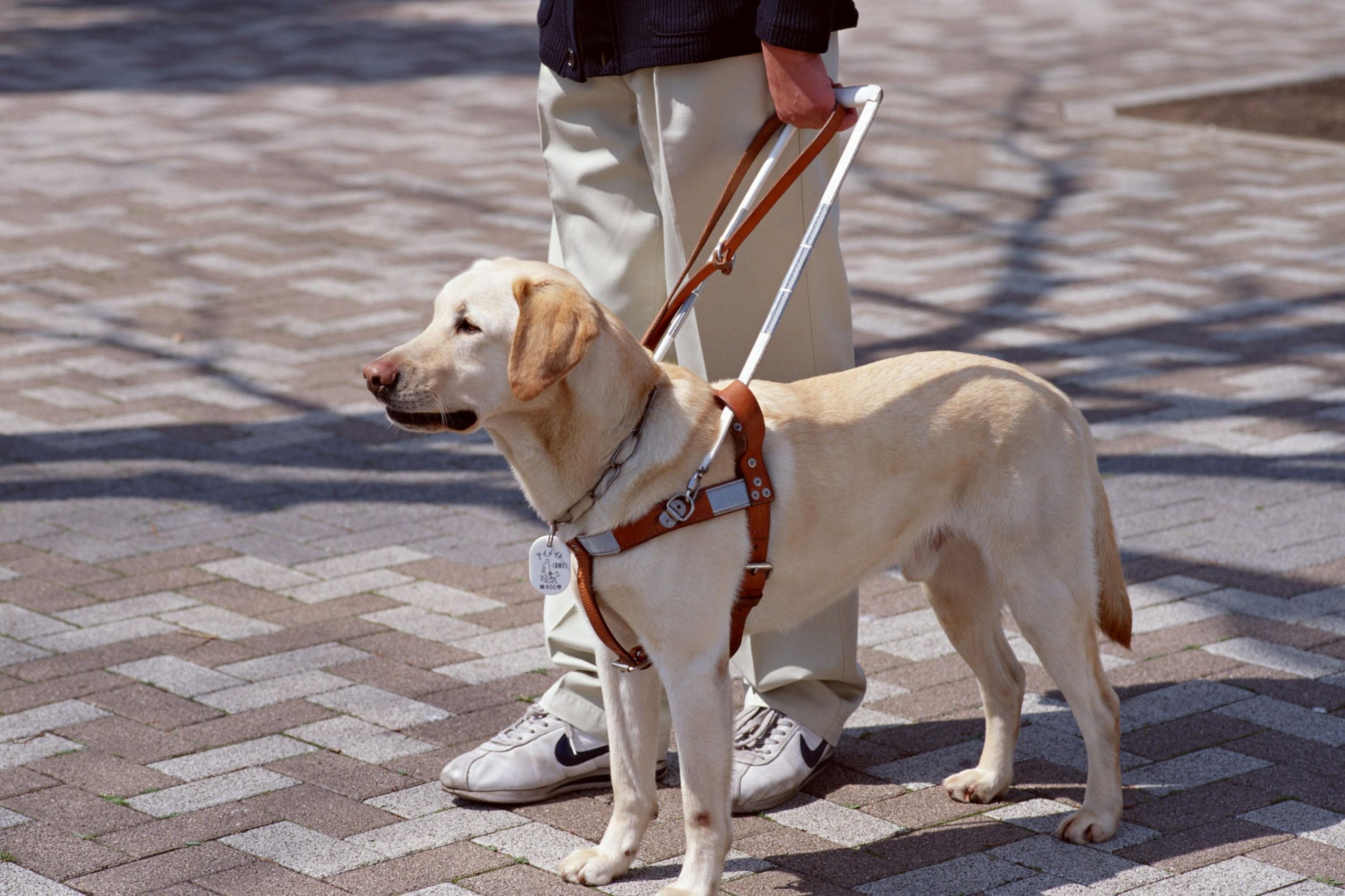 Cane Guida non vedenti