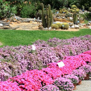 Orto Botanico Napoli